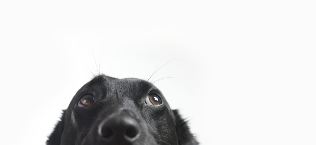 black dog looking up