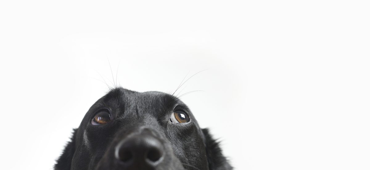 black dog looking up. what is black dog syndrome
