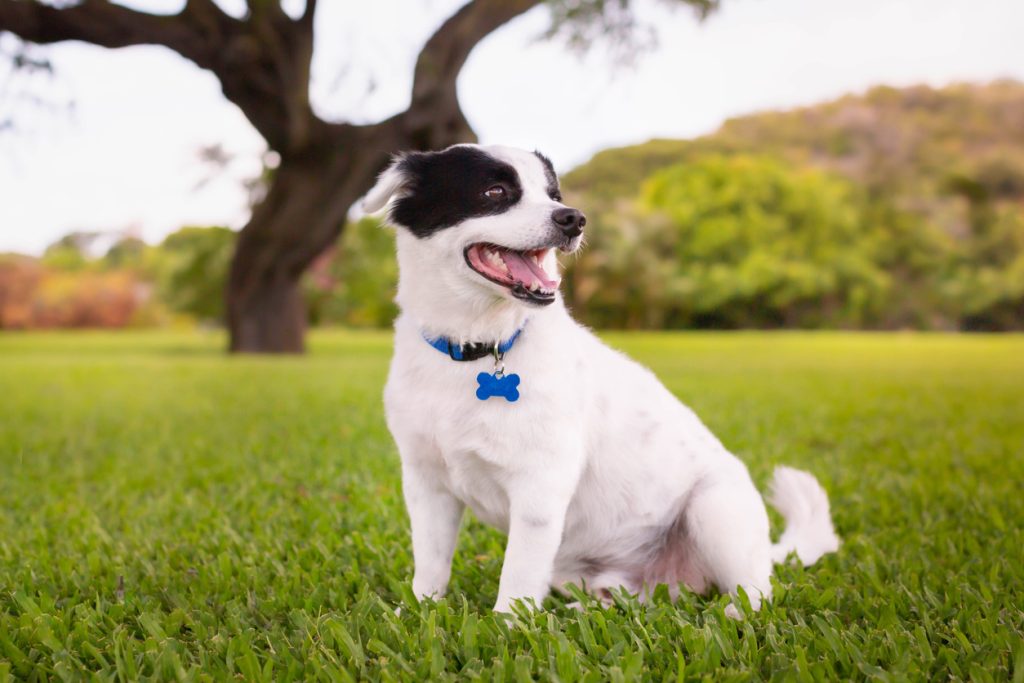 small white dog outside