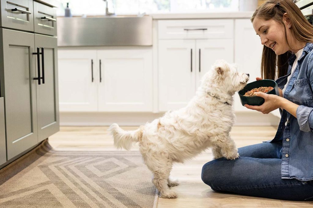 dog an ghuman in kitchen