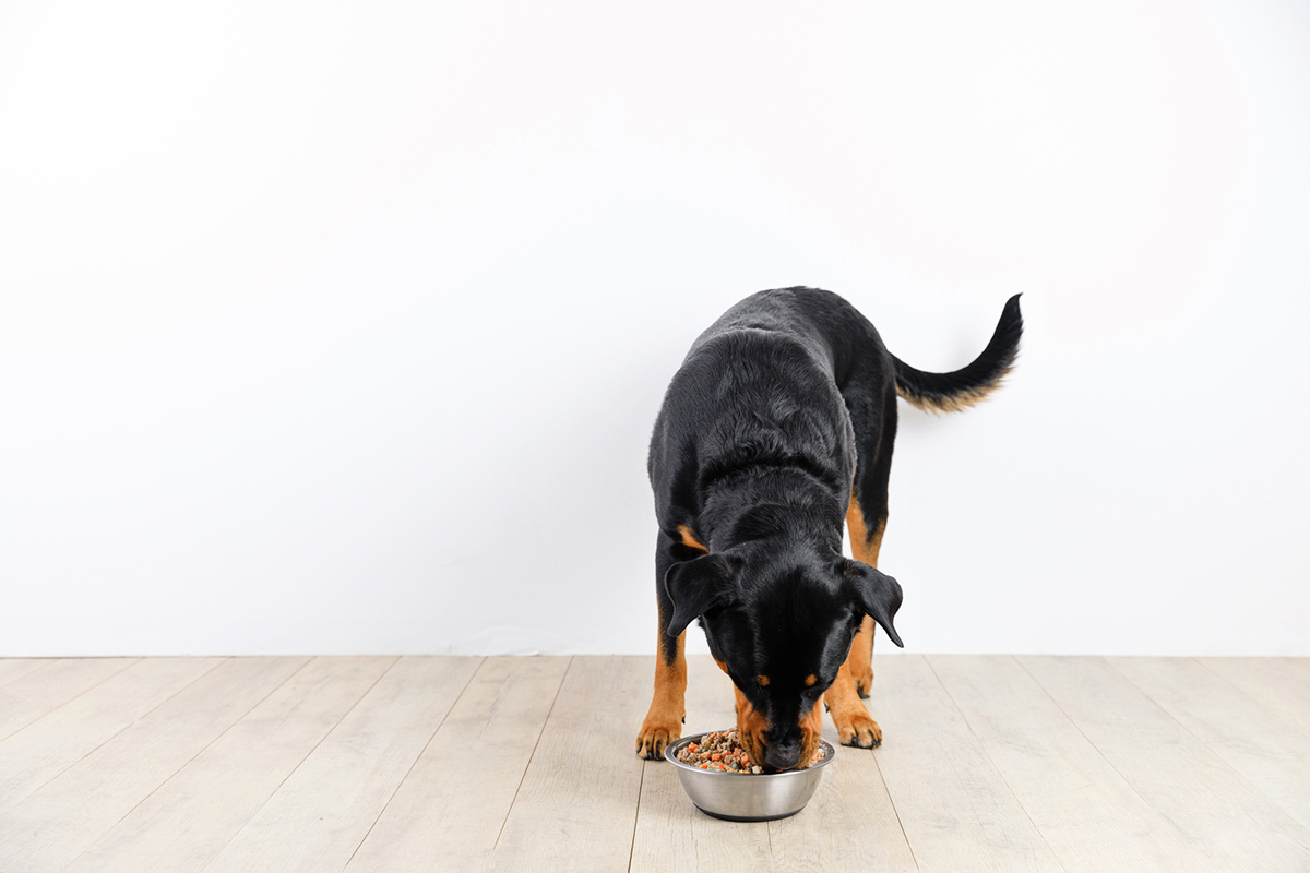 How Much Food to Feed a Dog at Any Life Stage