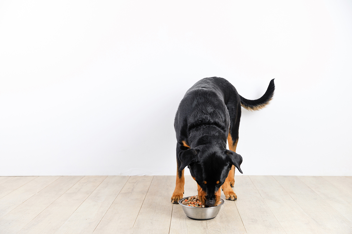 What Is Metabolic Dog Food Here s Everything You Need To Know 