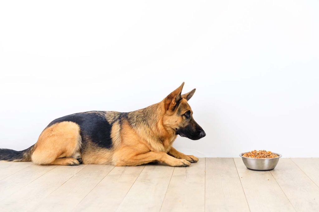 german shepherd staring a food bowl
