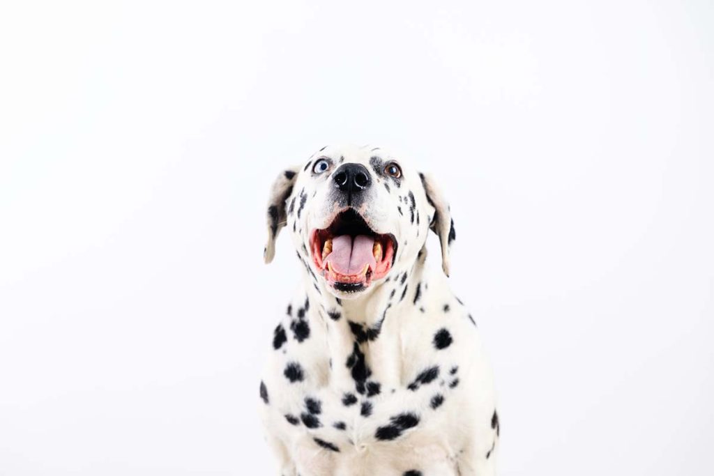 happy dalmation