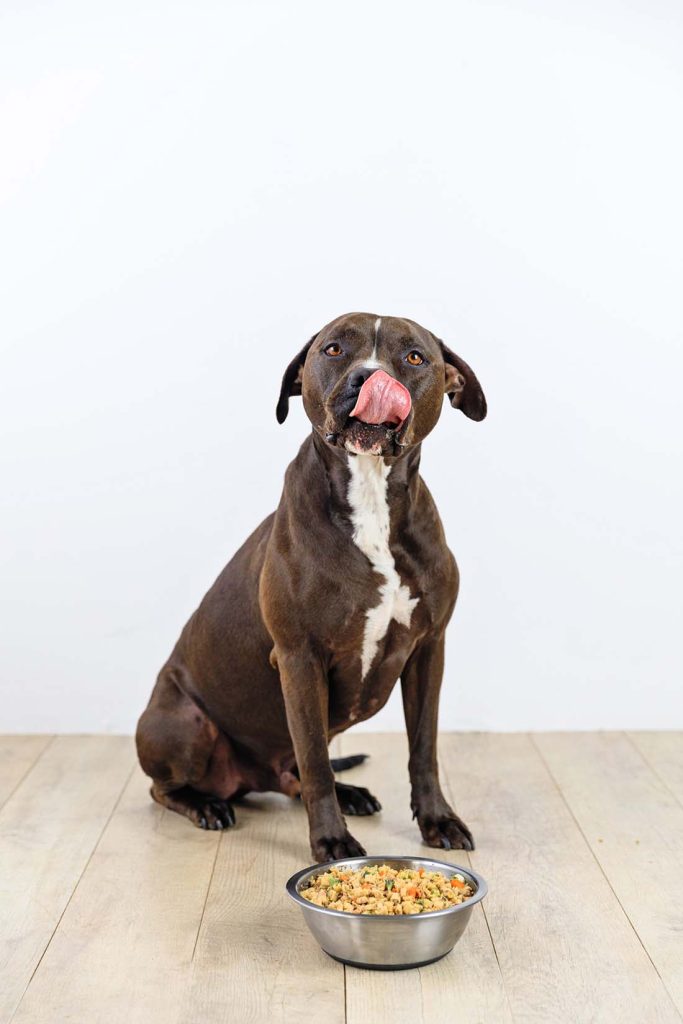 Best type of clearance dog food for pitbulls