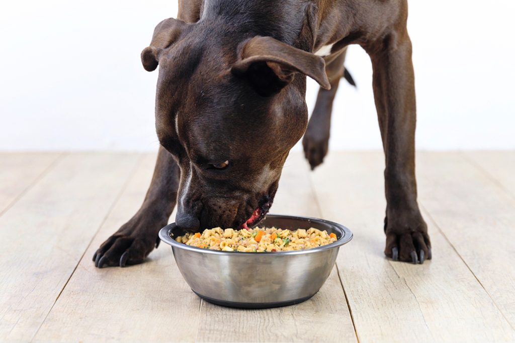 dog eating from food bowl