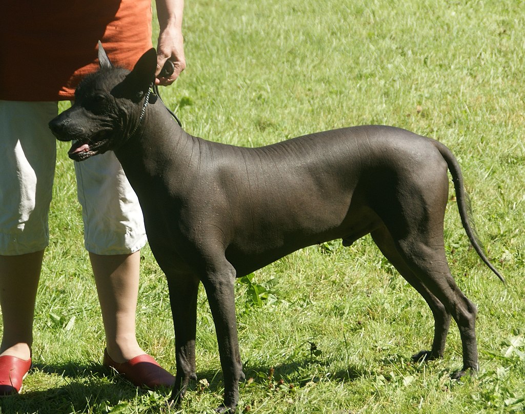 4 Amazing Hairless Dog Breeds (That Need Sweaters)