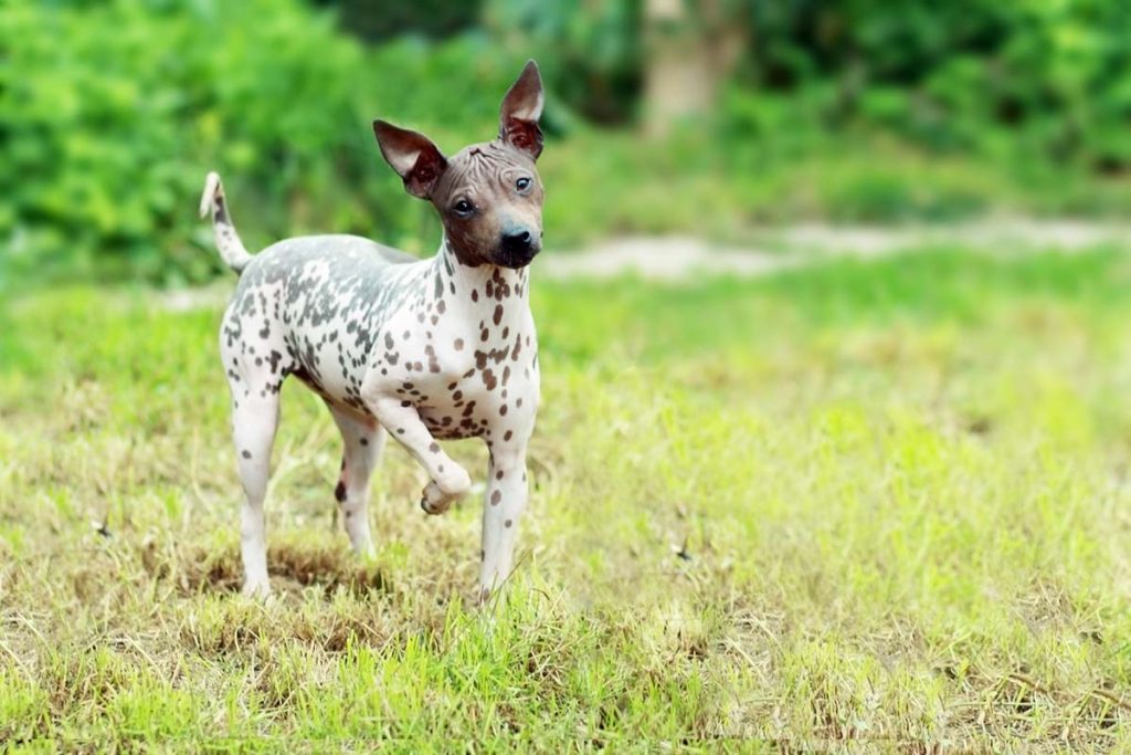 African 2024 hairless terrier