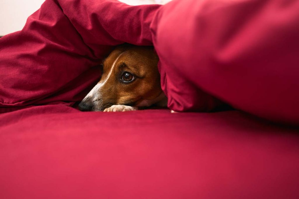 calm dog during fireworks. dog hiding under covers