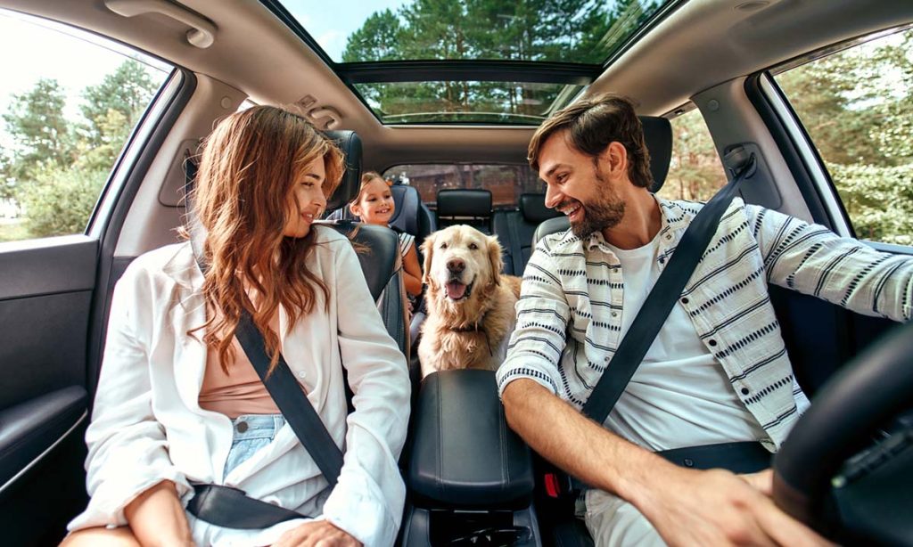 Traveling with dogs in car sales long distance