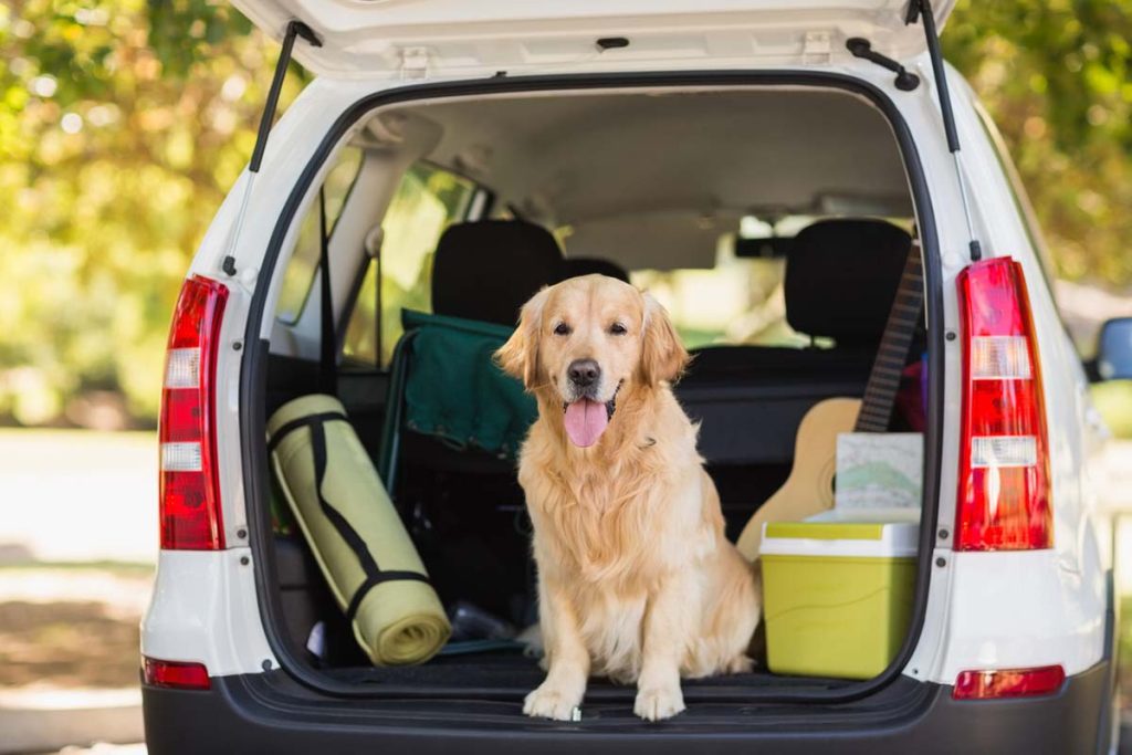 traveling with dogs in car long distance