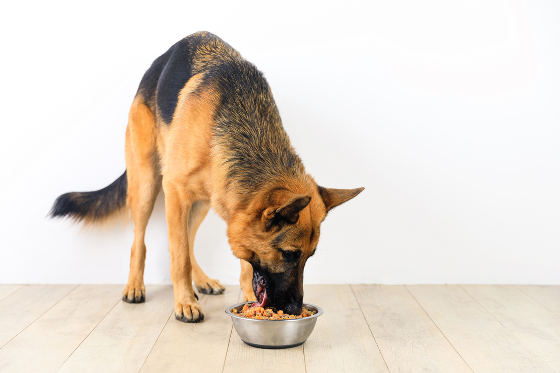 What to Look for in Large Breed Dog Food
