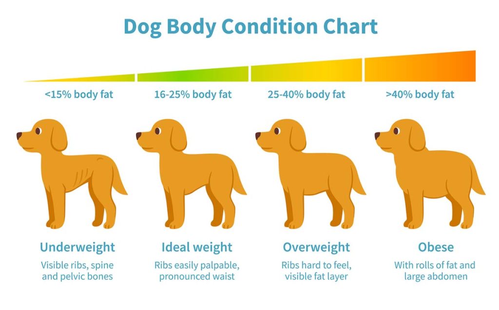 body condition chart