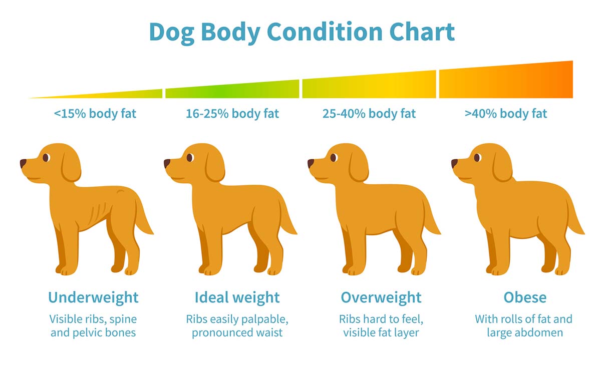 How to Determine Your Dog's Healthy Weight and Body Condition