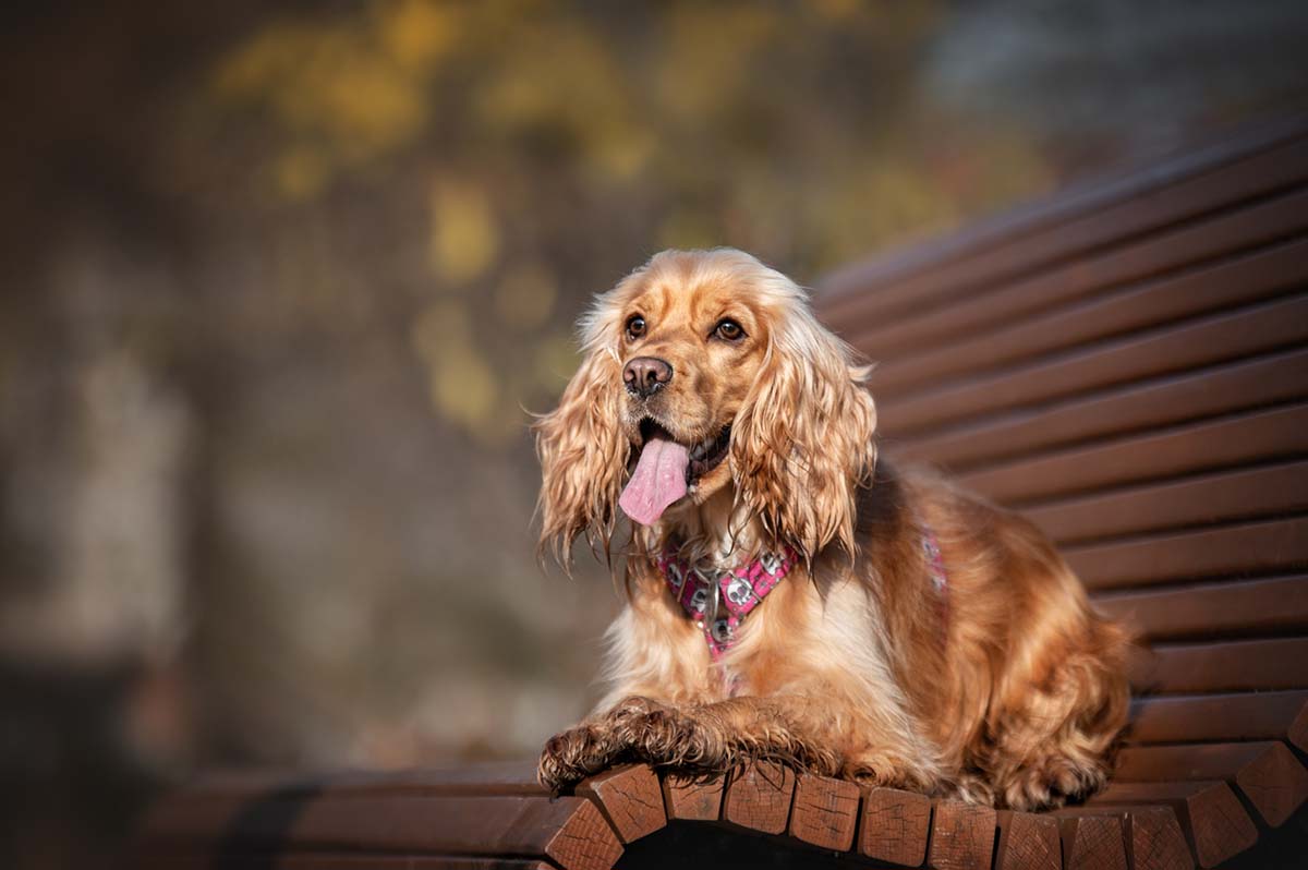 How to Best Comfort a Dog With Pancreatitis