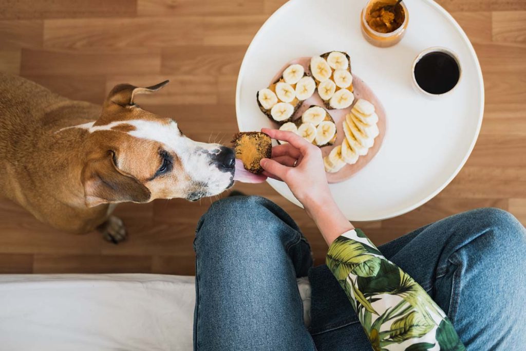 DIY Frozen Dog Treats to Keep Your Pup Cool