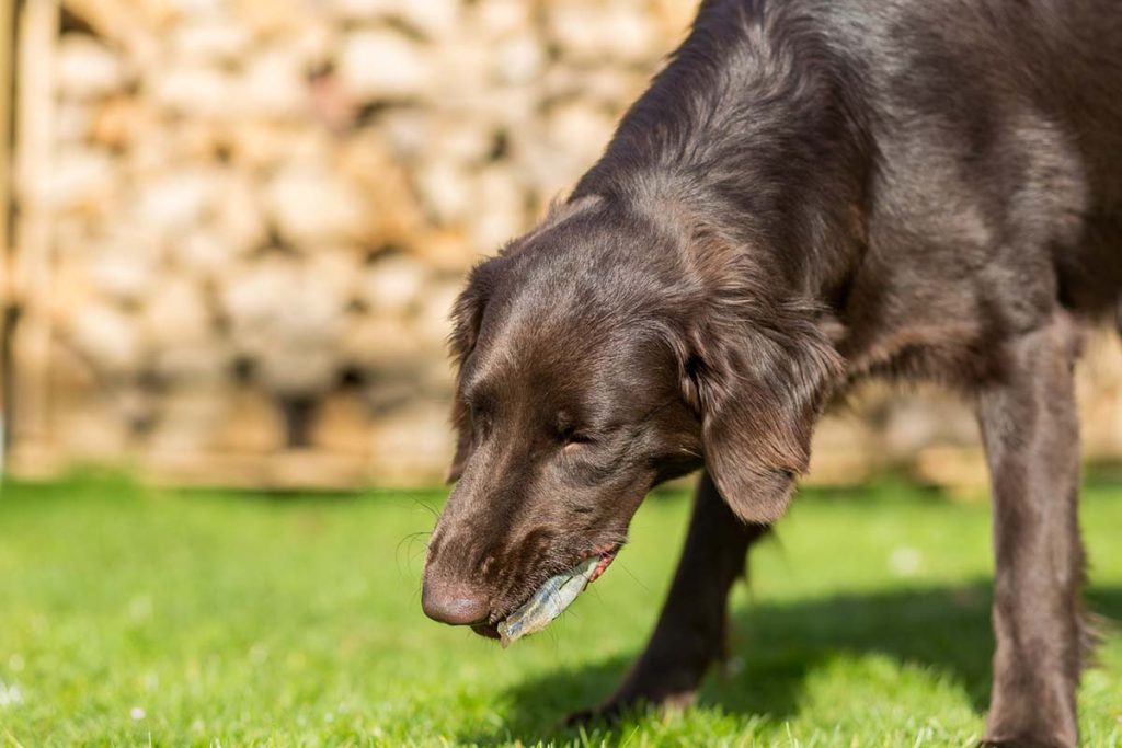 My dog is vomiting 2024 foam and not eating