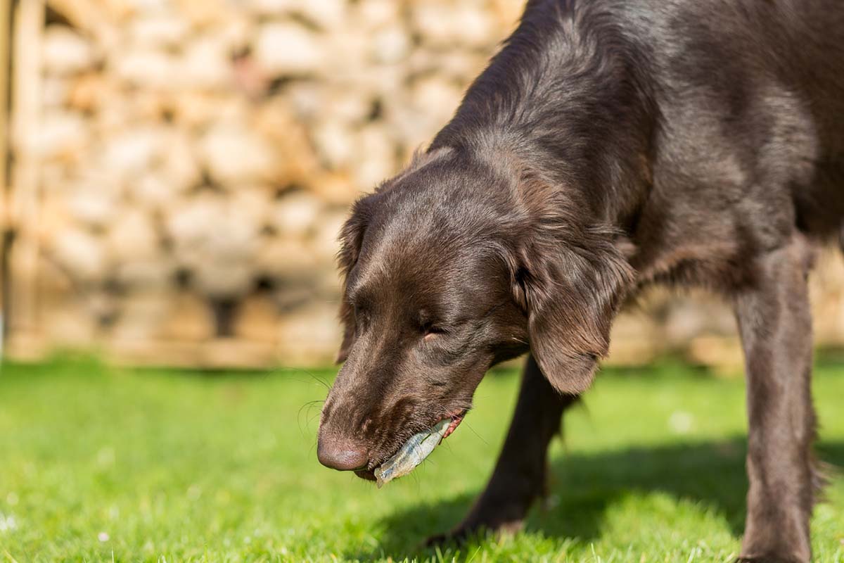 Dog Throwing Up White Foam: What It Means