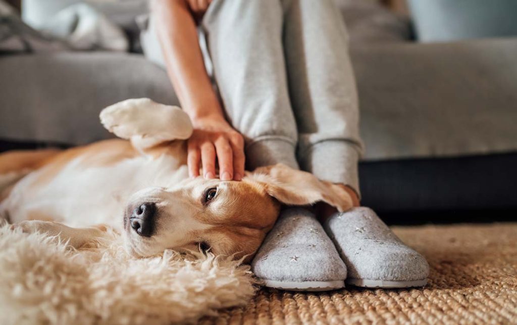 how to comfort a dog with pancreatitis blog