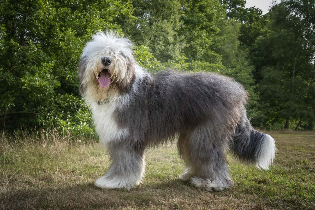 English long outlet haired dog