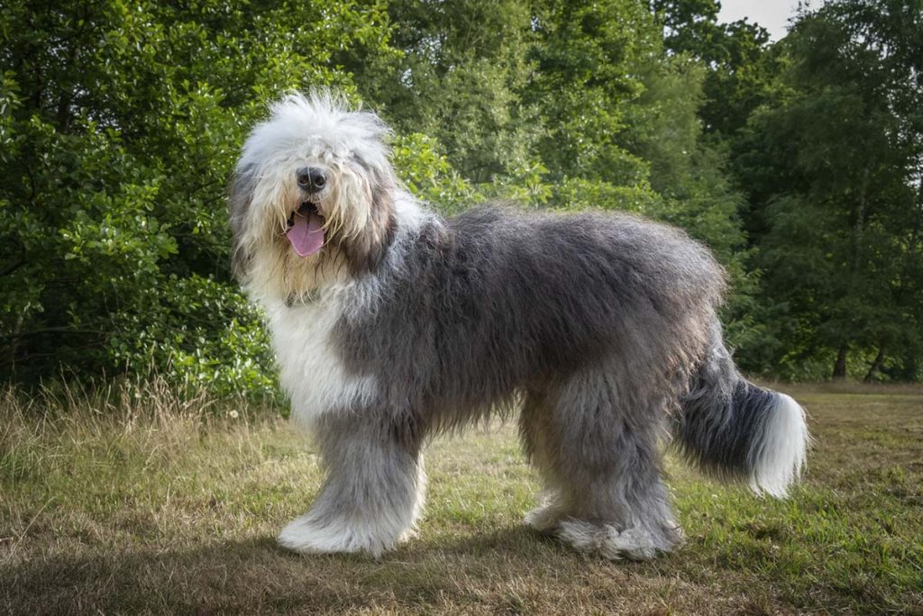 8 Majestic Long Hair Dog Breeds JustFoodforDogs Blog