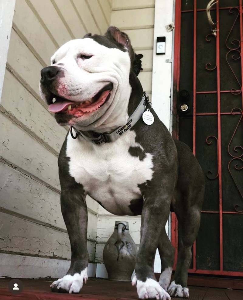 happy pittie