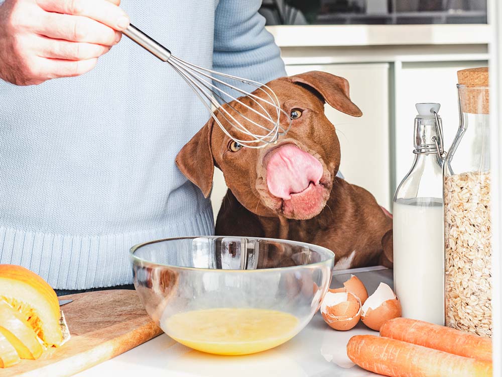 DIY Frozen Dog Treats: Keep Your Dog Cool This Summer