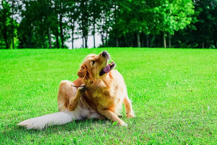 The labrador dog sits in the meadow, scratches his torso with his feet.dog dermatology issues