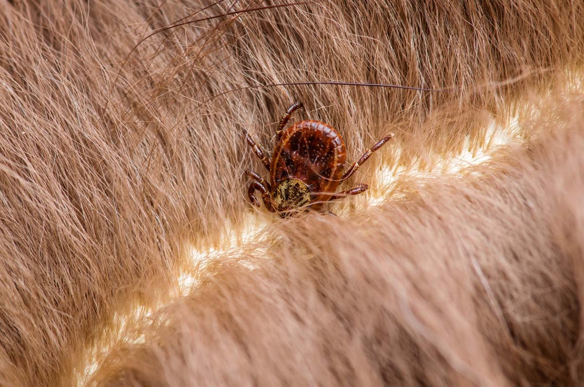 How to Remove a Tick From a Dog