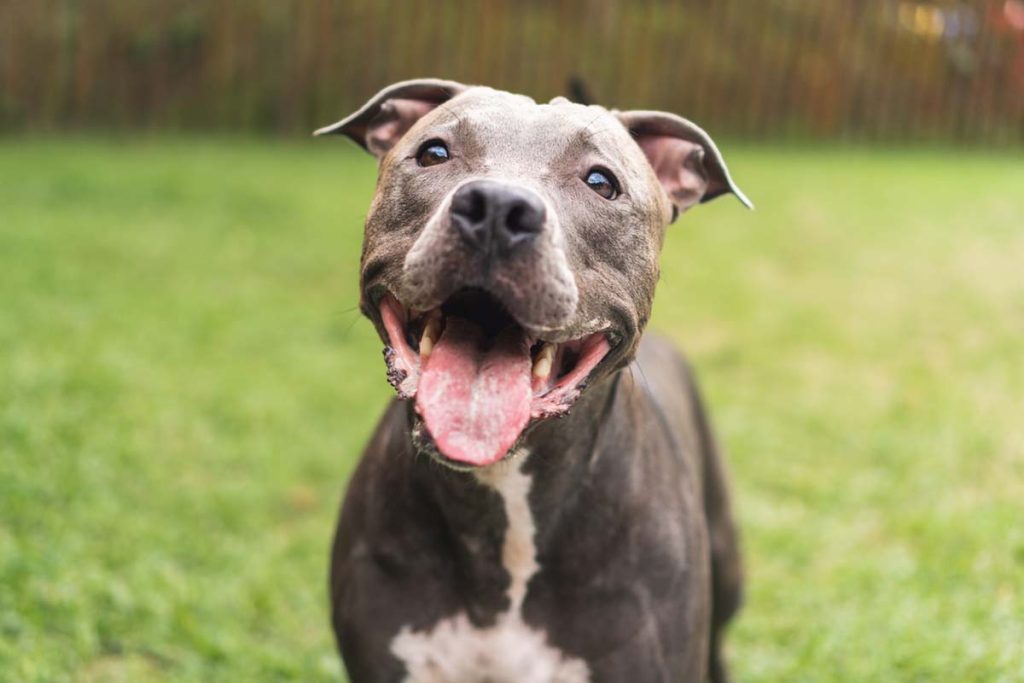 pit bull myths dog skin care