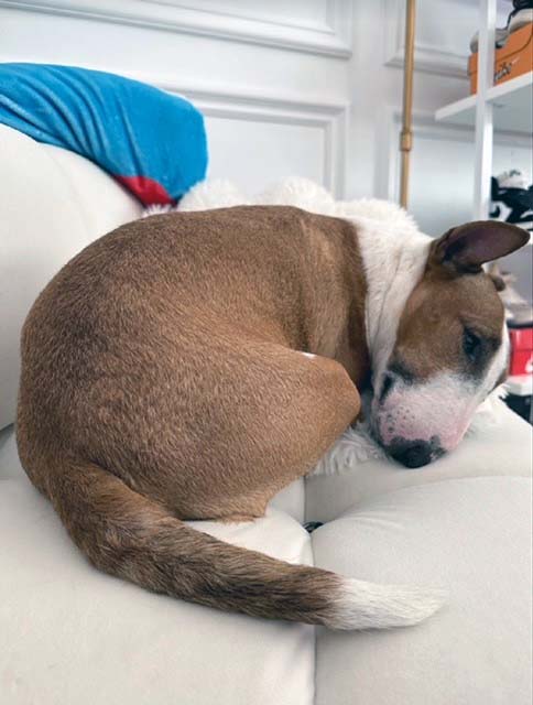 bull terrier curled up on couch