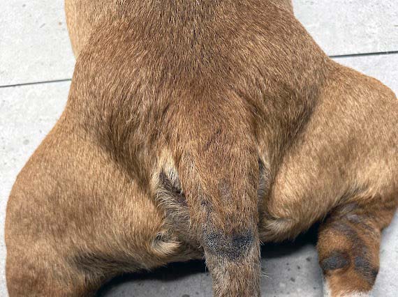 dog butt