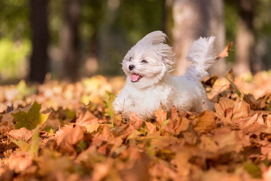 fall pictures with dogs