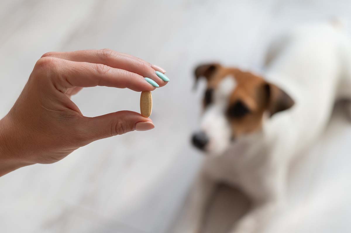 Human Medications That Are Toxic To Dogs
