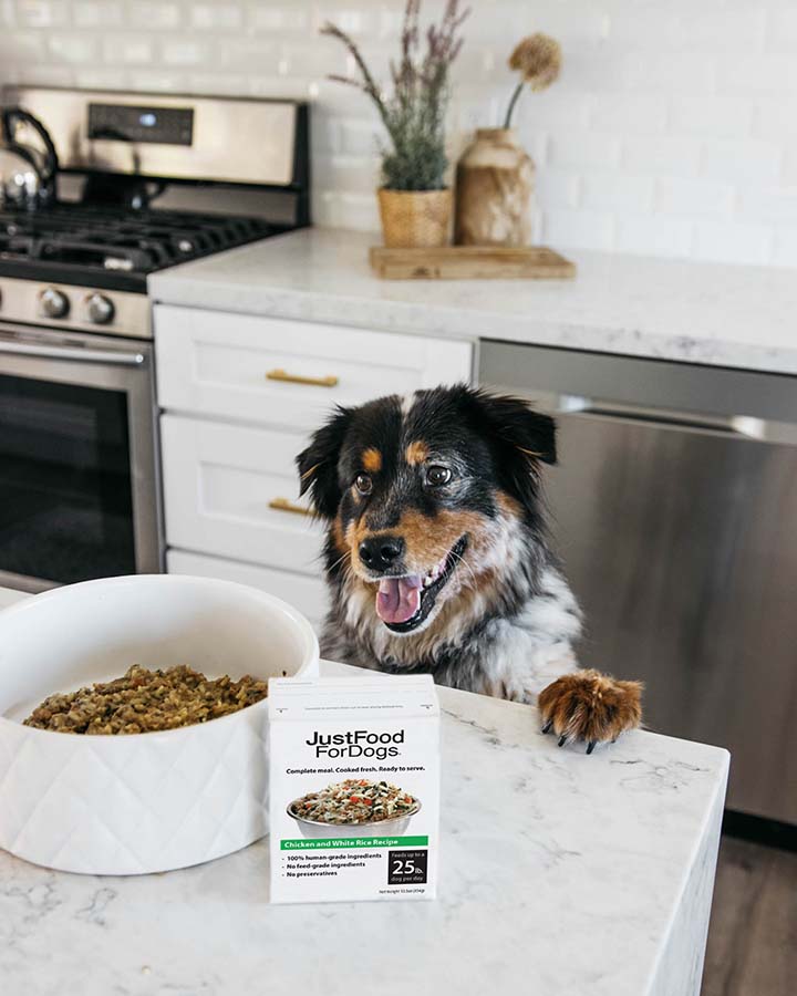 The Best Dog Food for Herding Breeds