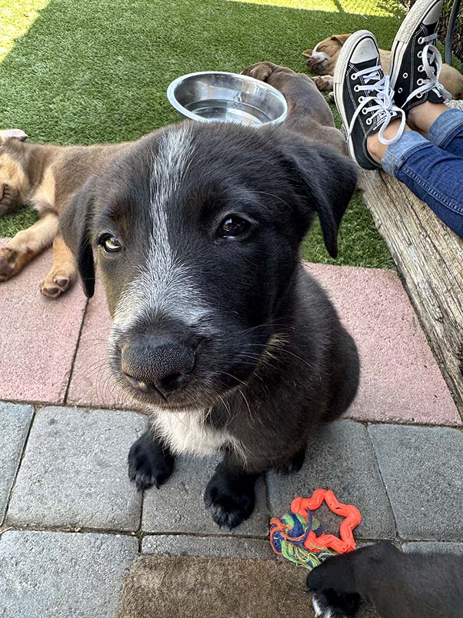 thrive rescue puppy