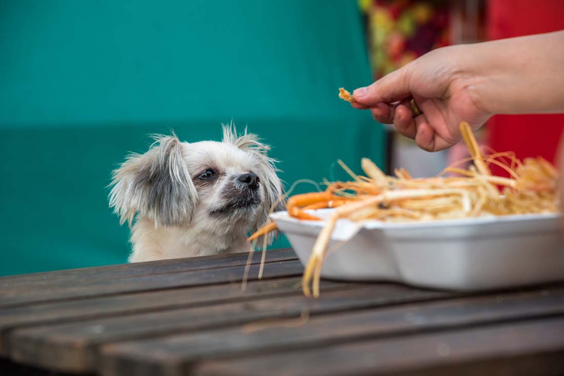 Can Dogs Eat Shrimp? Sharing Shellfish With Your Pup.