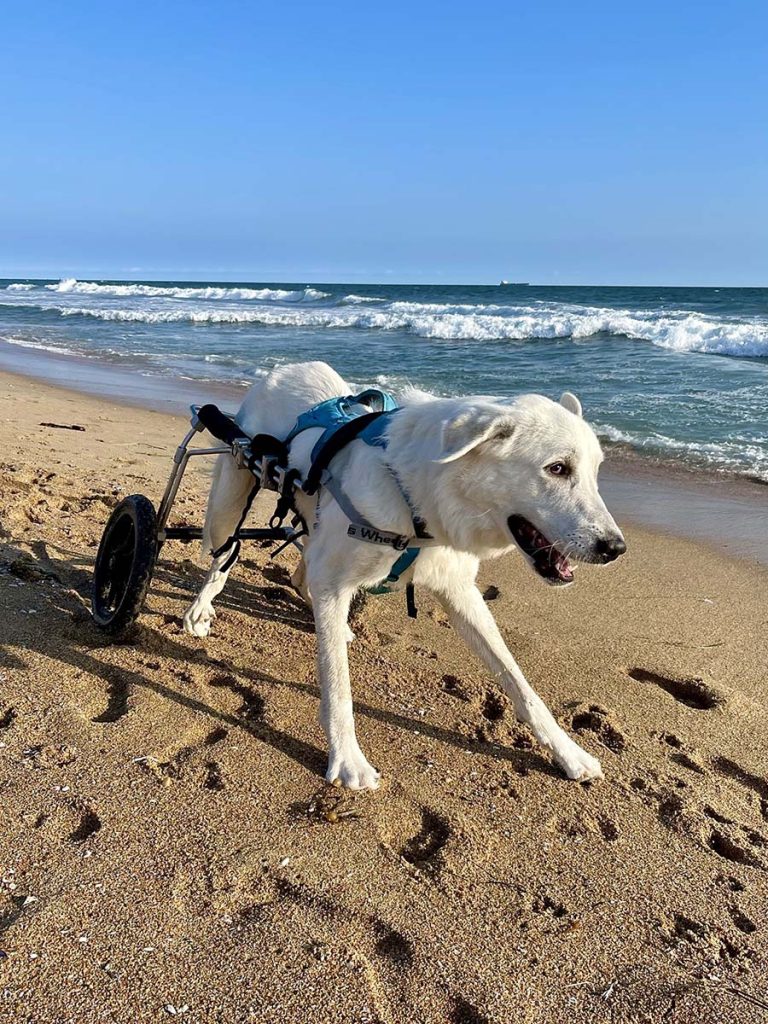 happy dog on beach in wheelchair