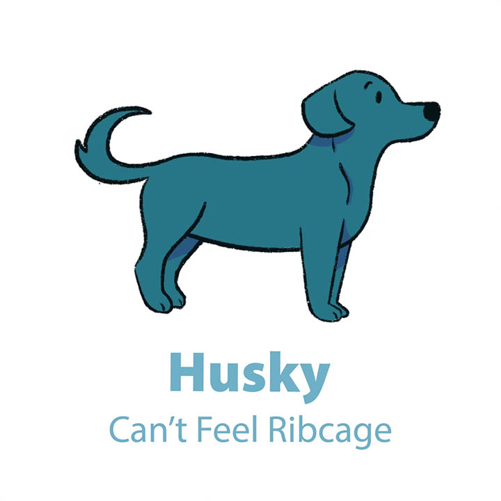 husky dog body condition score