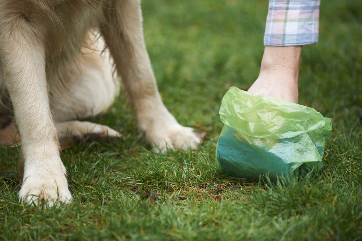 Blood in Dog Poop: What It Means