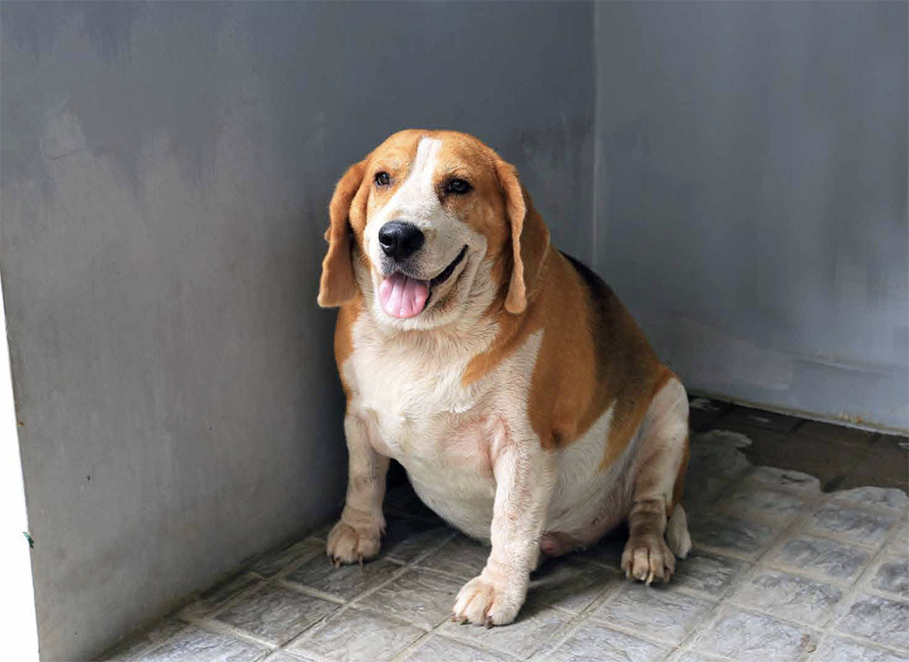 best food for overweight dogs. a fat beagle