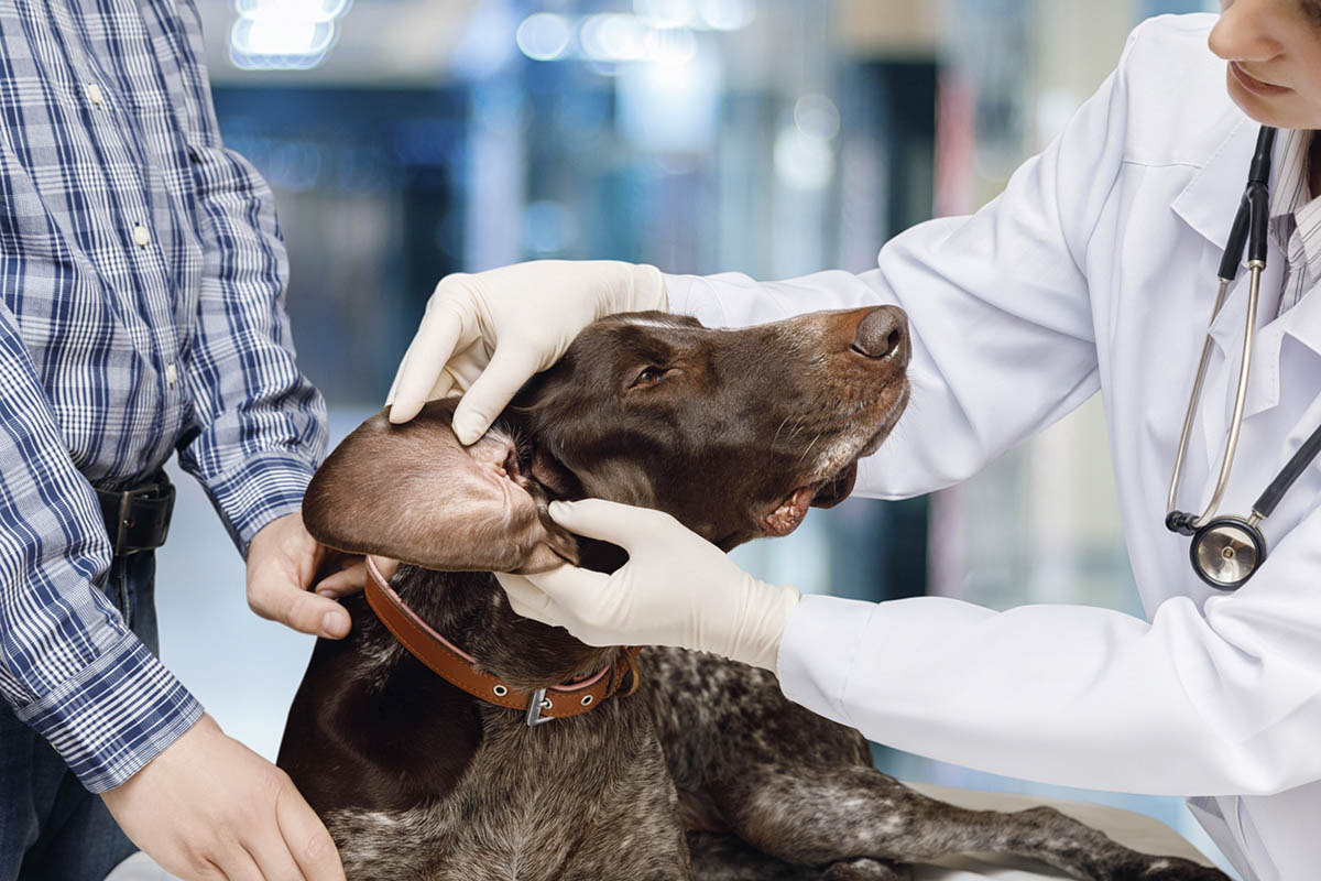 Why Does My Dog Keep Getting Ear Infections?