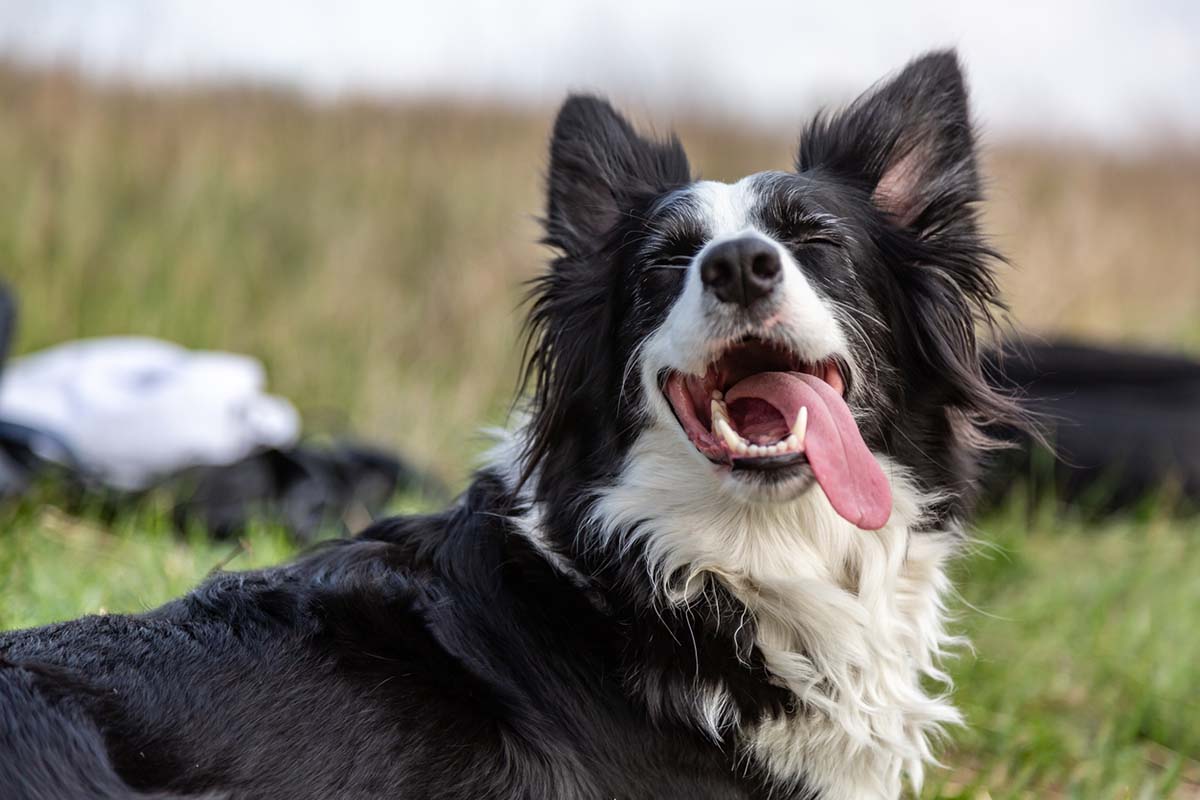 What to Look for in Dog Food for Herding Breeds