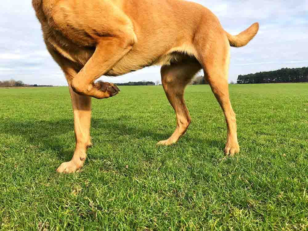 photo of dog flexing joint on grass