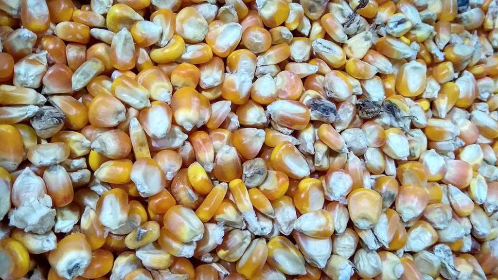 poisoned corn mycotoxin