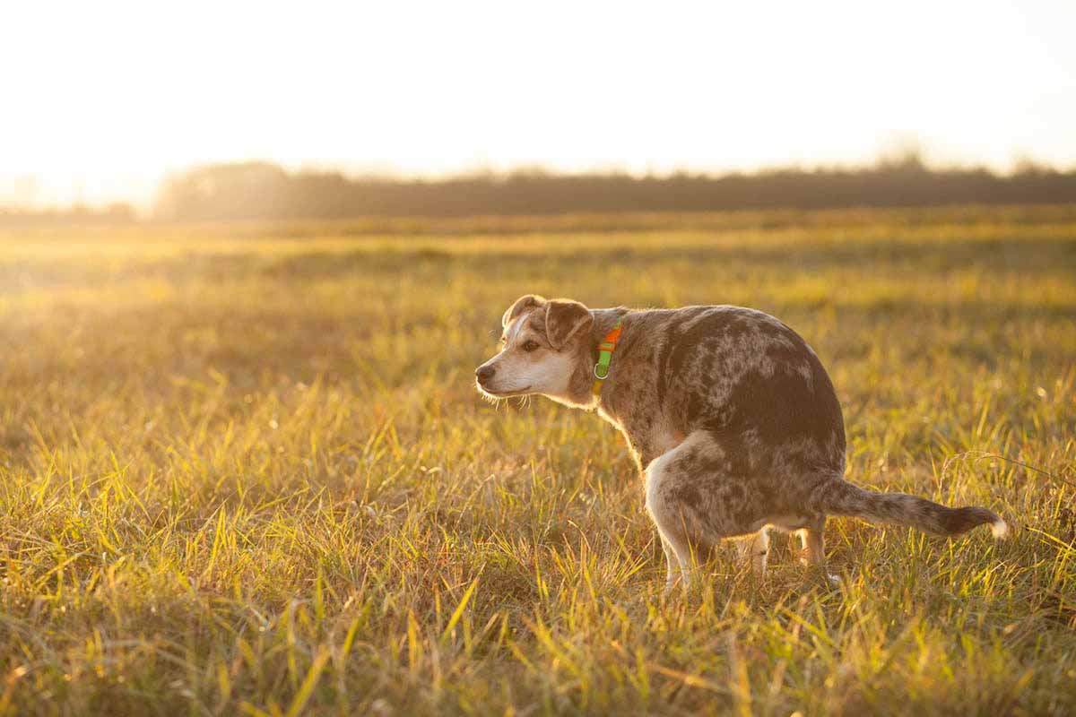 How to Help a Constipated Dog