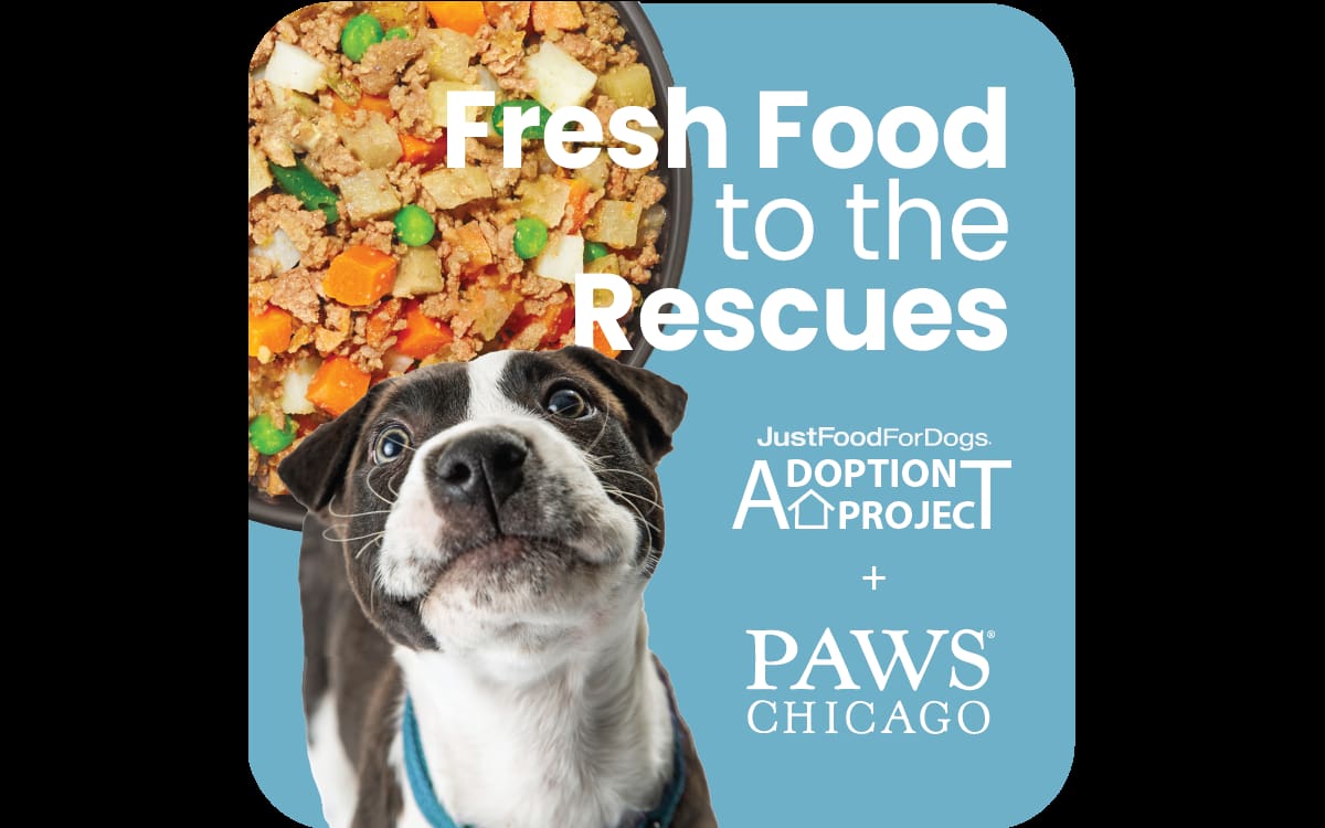 JFFD Adoption Project Partners with PAWS Chicago