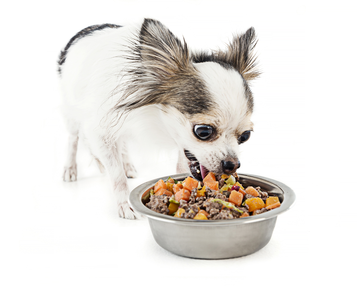 Can Adult Dogs Eat Puppy Food?