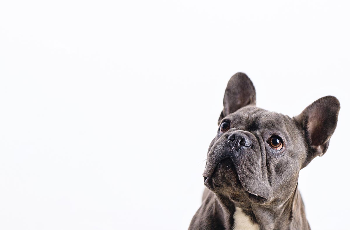 Best Dog Food for Frenchies