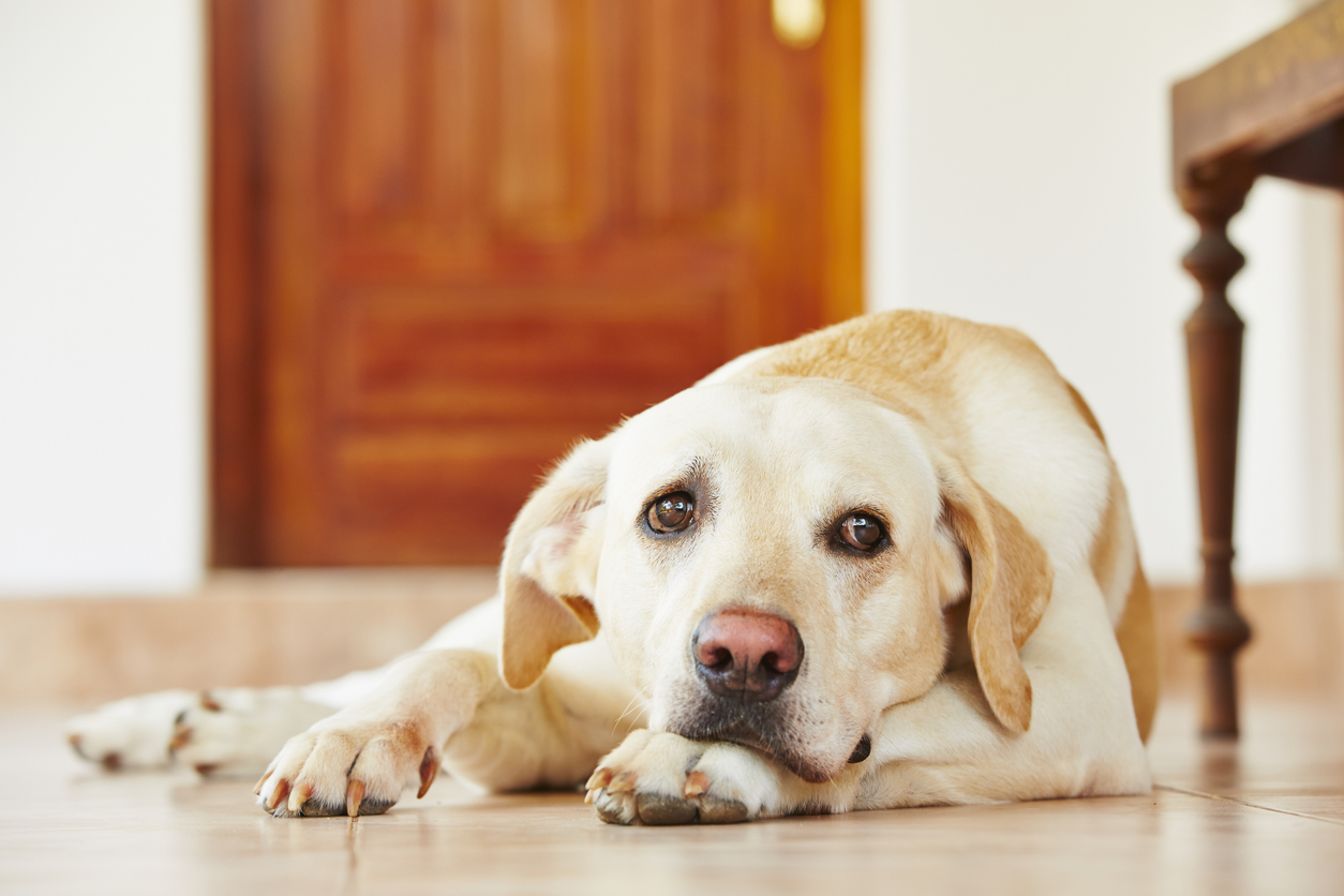 Pet Poison Prevention Advice from a Veterinary Toxicologist